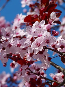 Blossom bloom tree photo