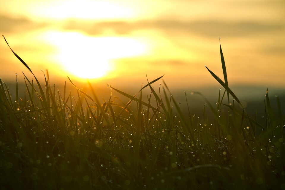 Nature backlighting morgenstimmung