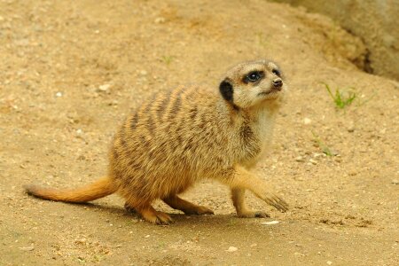 Zoo animal meerkat