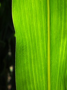 Corn green macro photo