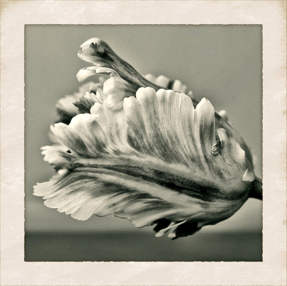 Nature flowers tulips