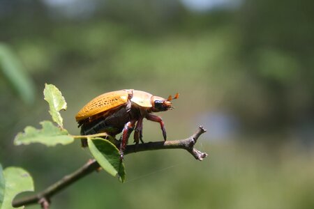 Bug small colorful photo