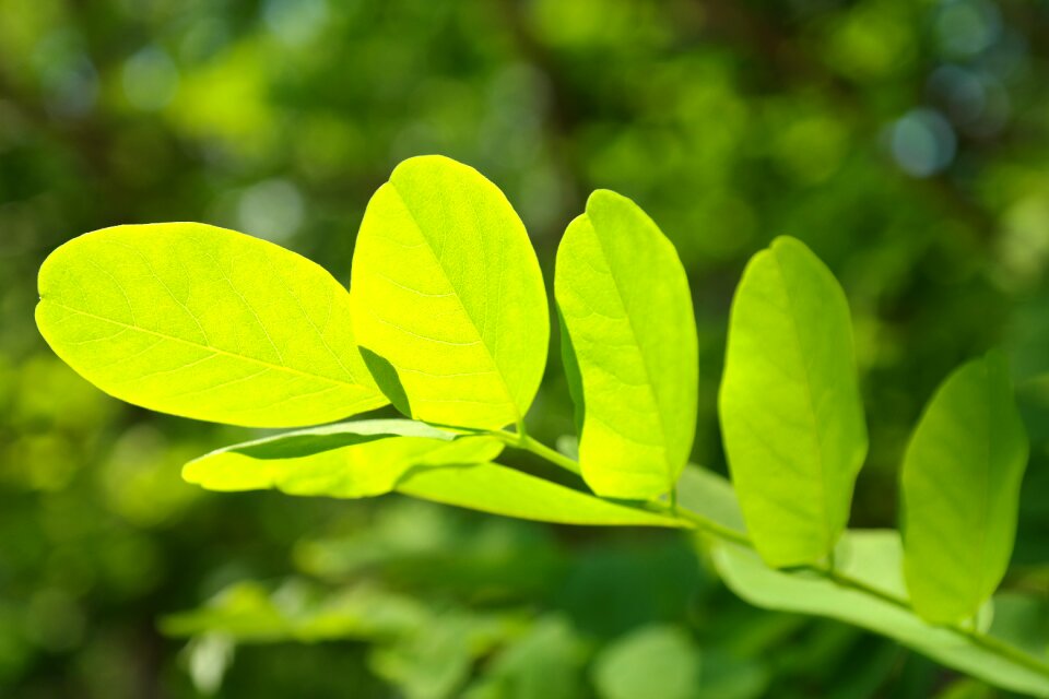 Filigree leaf structures tree