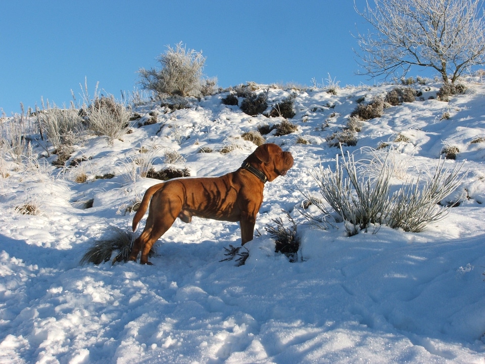 Pets winter grass