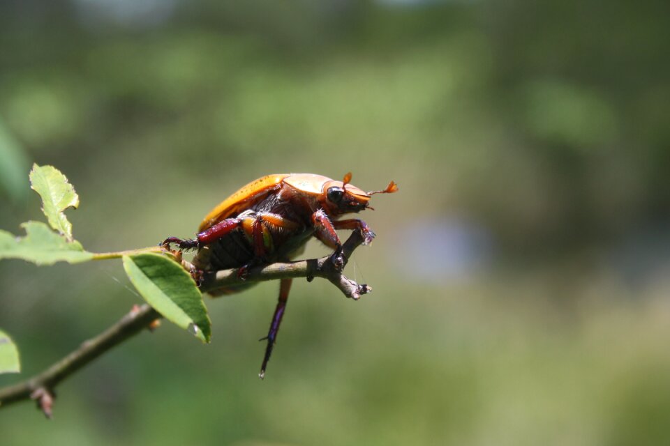 Small colorful antennae
