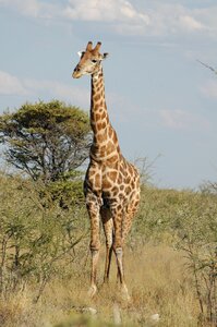 Nature african wild