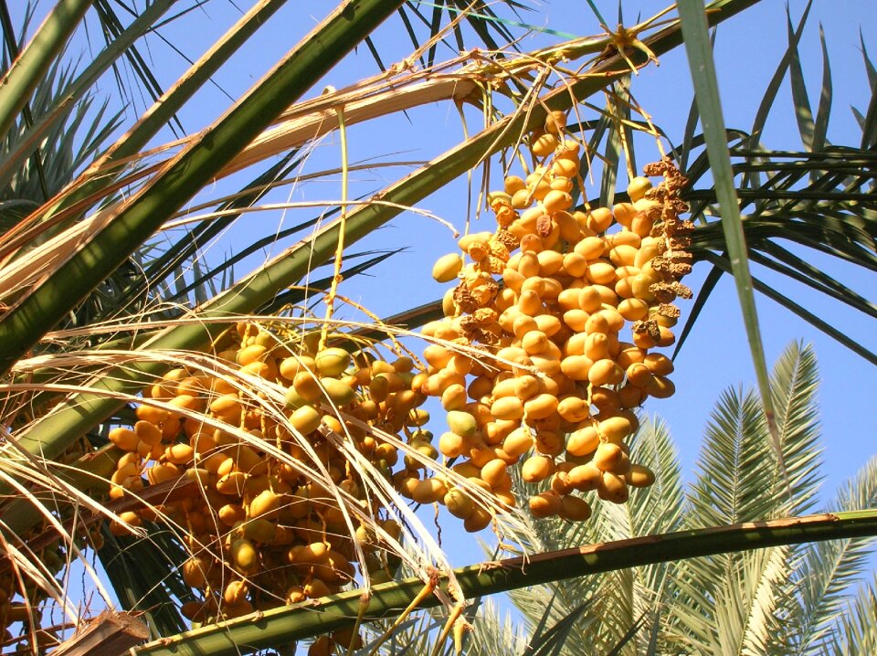 Food ripe dry