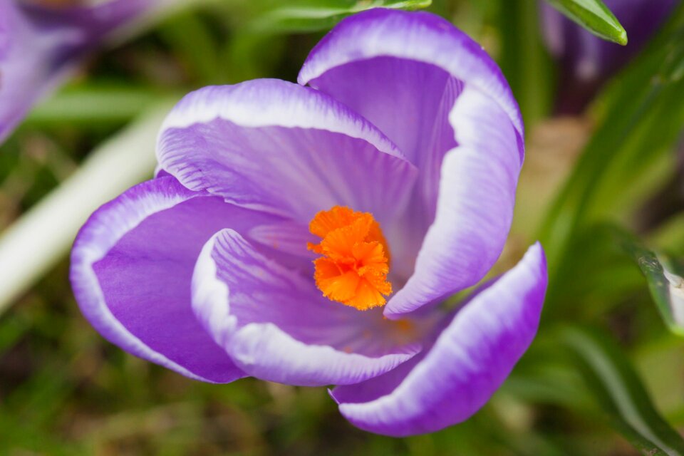 Garden nature blossom photo