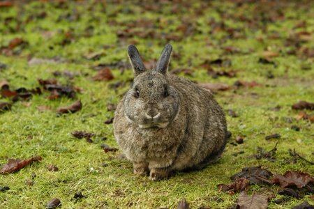 Bunny pet nature
