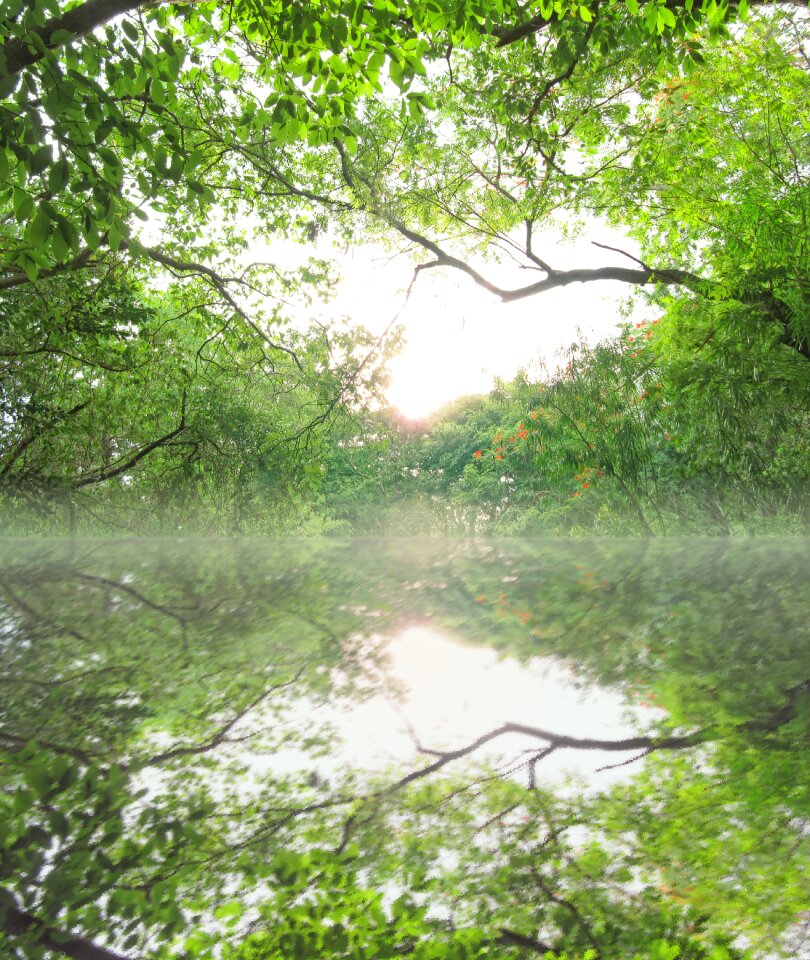 River jungle nature