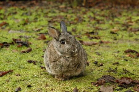 Bunny pet nature
