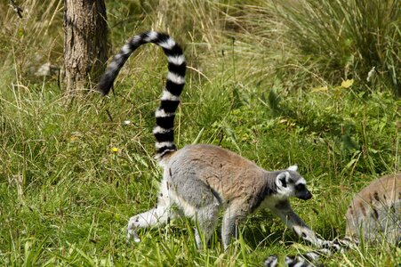Lemur catta striped animal