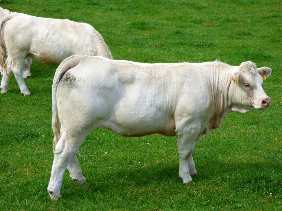 Charolais farm agriculture