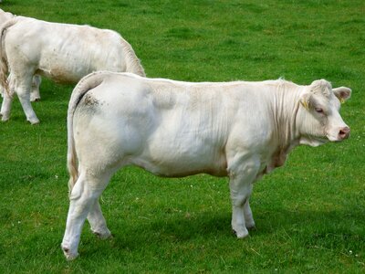 Charolais farm agriculture