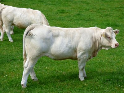 Charolais farm agriculture photo