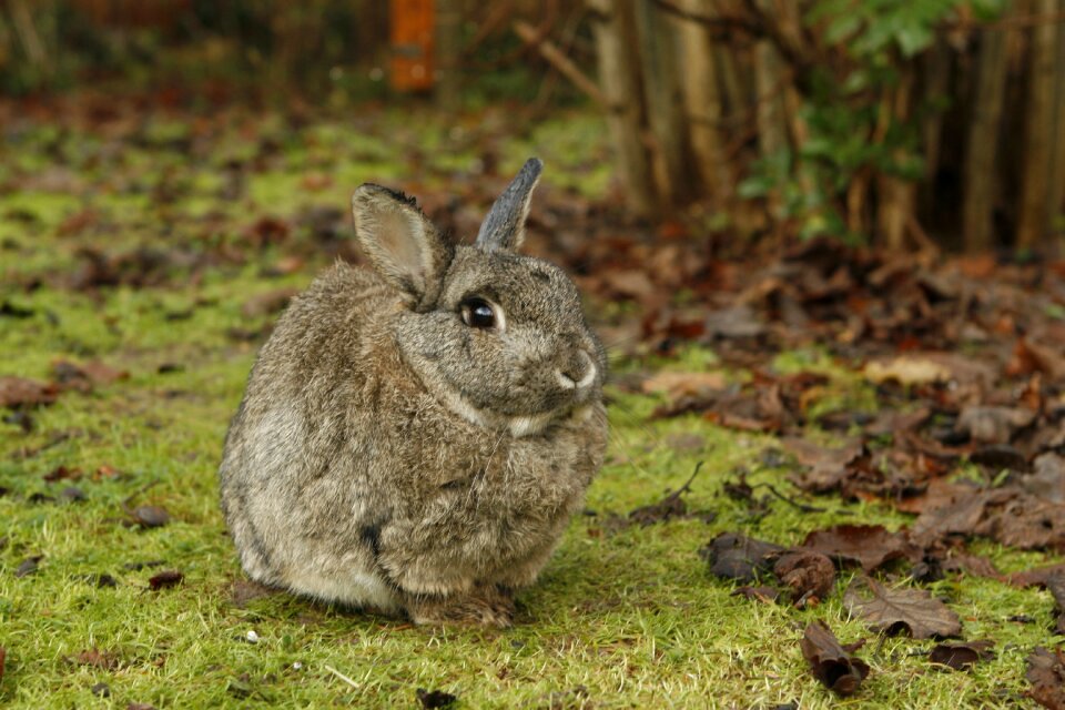 Nature brown rabbit brown bunny