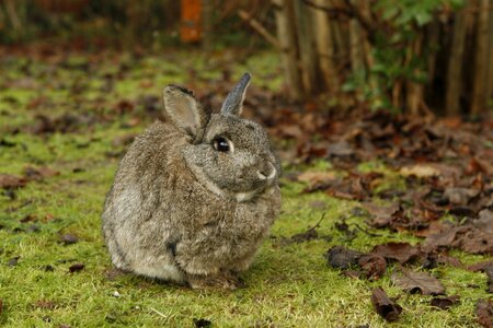 Nature brown rabbit brown bunny