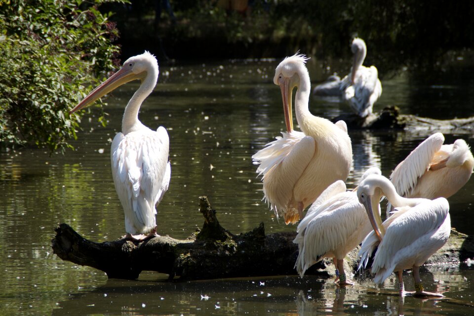 Waterfowl animals waters
