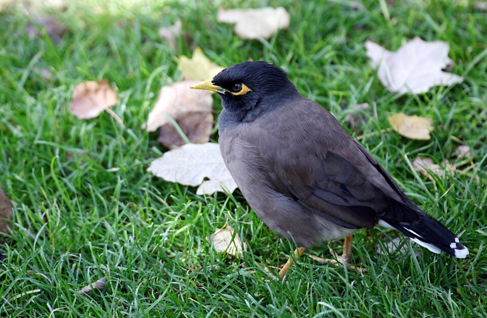 Feather wildlife beak