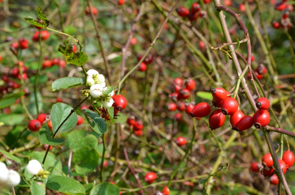 White bush knallerbsen