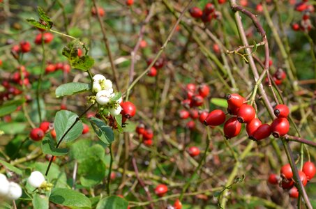 White bush knallerbsen