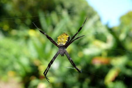 Maui insect cobweb