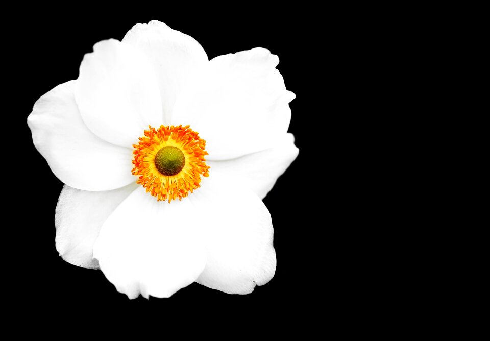 Bloom white flower