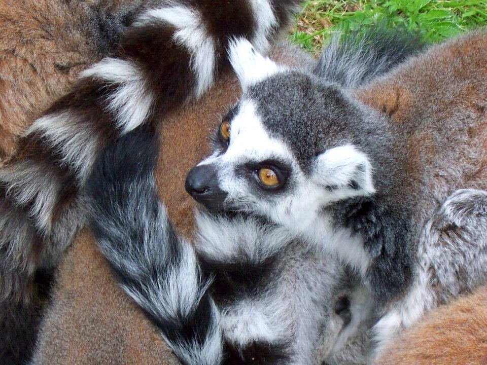 Wild zoology mammal