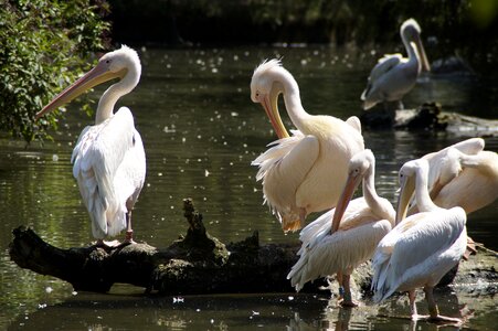 Many swarm birds