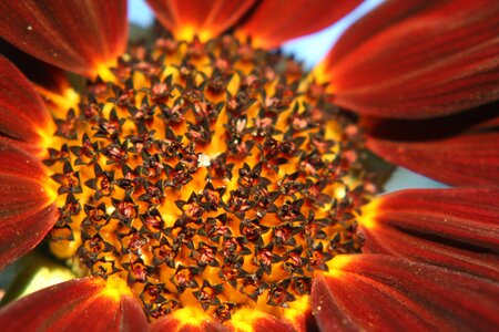Sunflower macro autumn