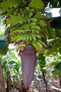 Banana plant musaceae infructescence photo