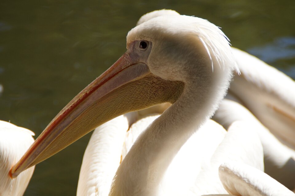 Head animal portrait close up