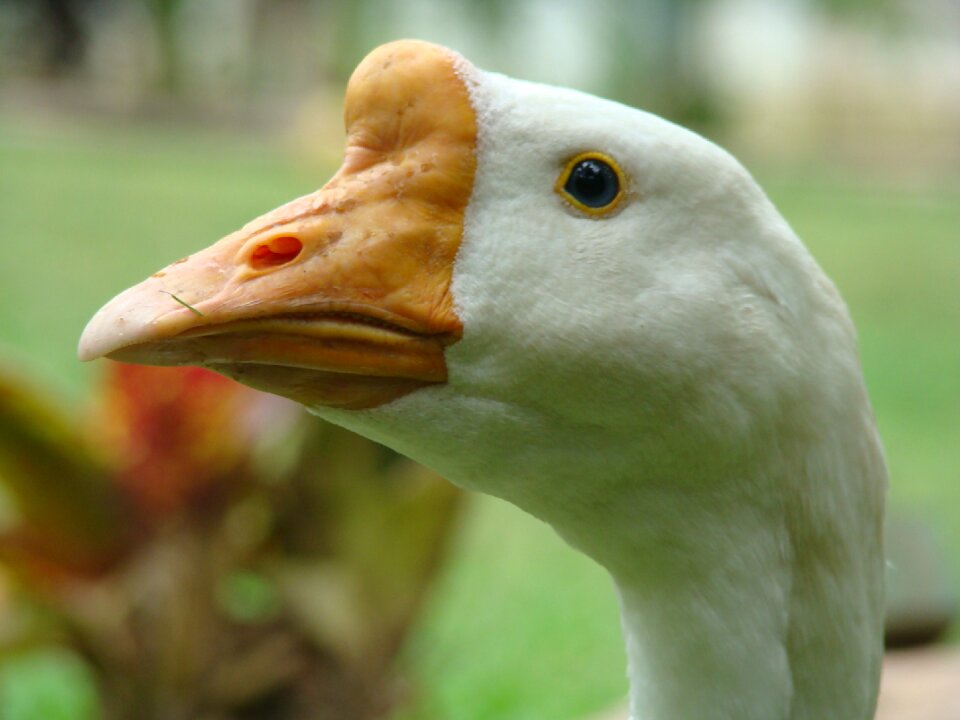 Goose nature bird