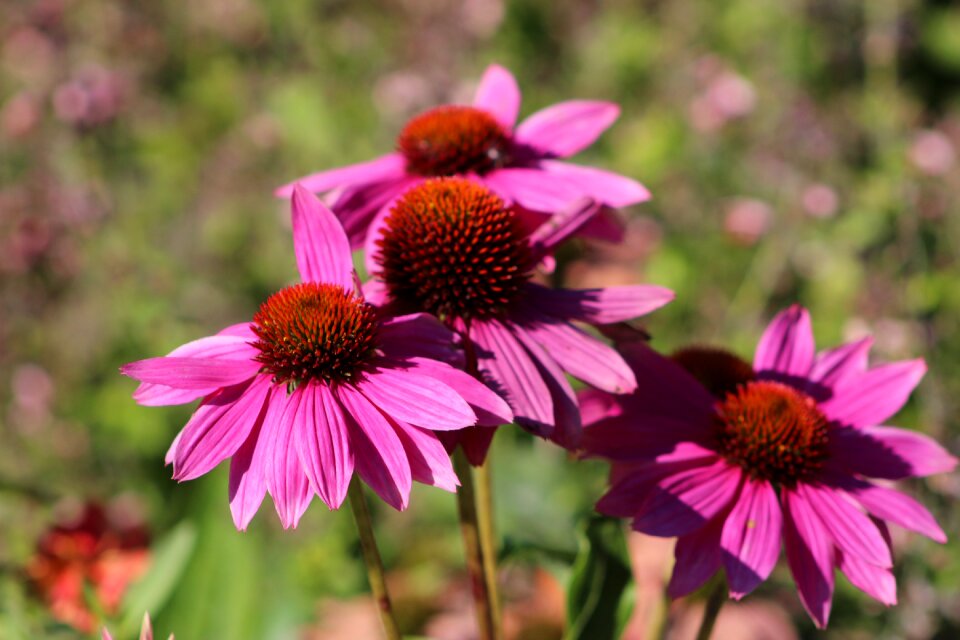 Natural echinacea pink