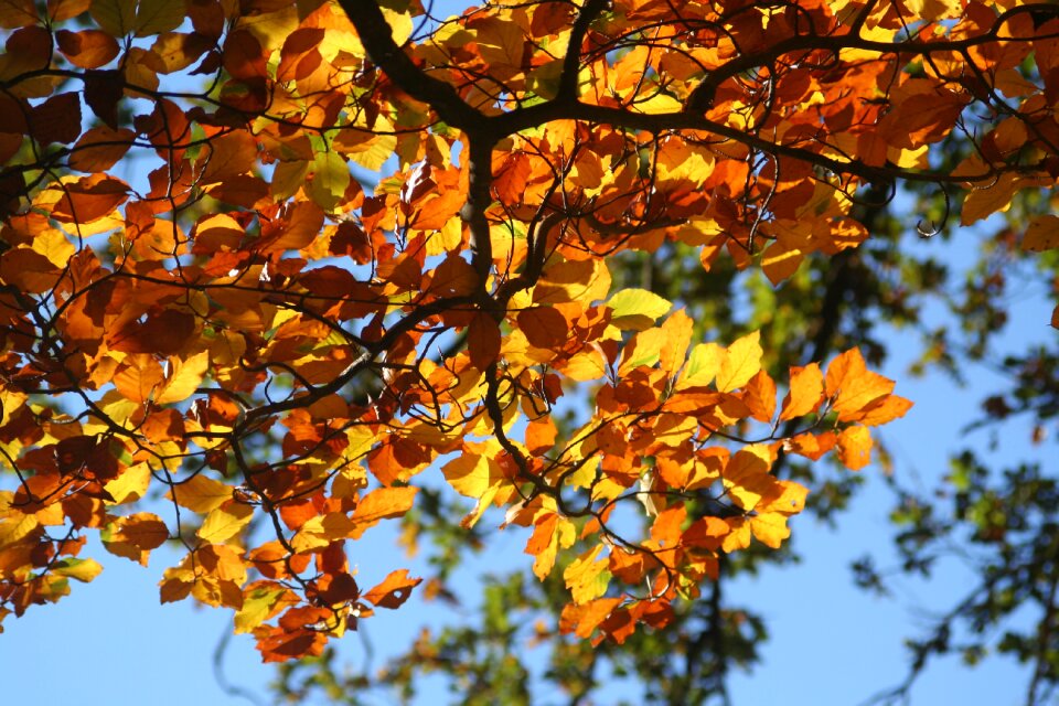 Fall foliage colorful leaves beech photo