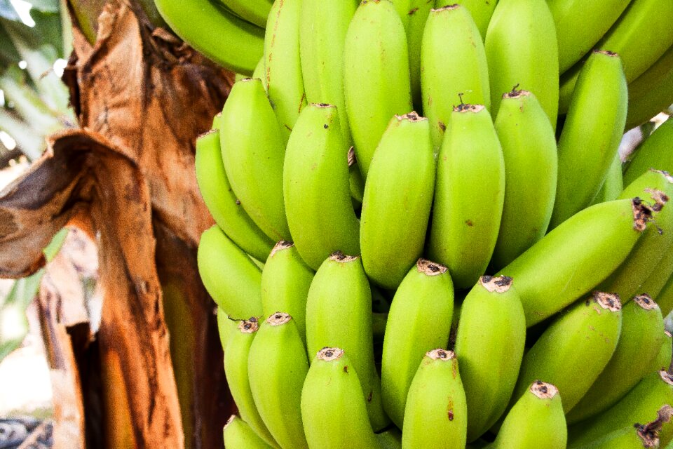 Banana plant musaceae infructescence