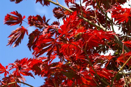 Leaves red nature