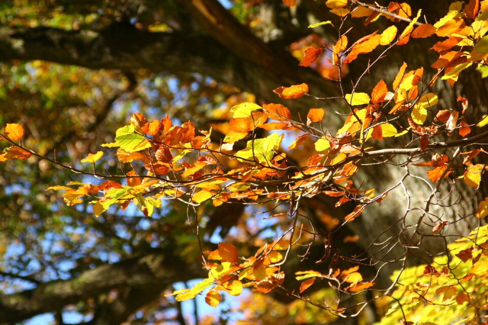 Fall foliage yellow leaves