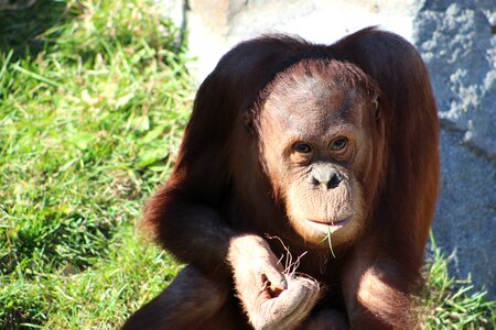 Primate monkey orangutan