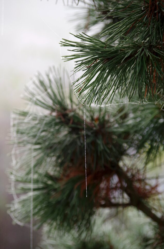 Dew frozen cobwebs autumn photo