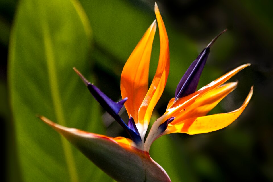 Strelitzia orchids botanical garden garden