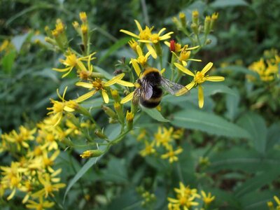 Senecio ovatus insect hymenoptera photo