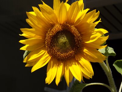 Yellow bloom shrub photo