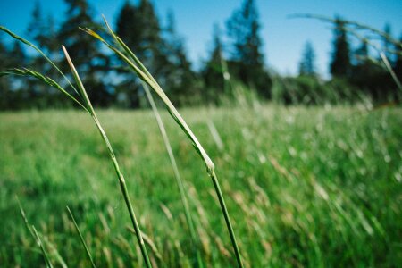 Green nature field photo