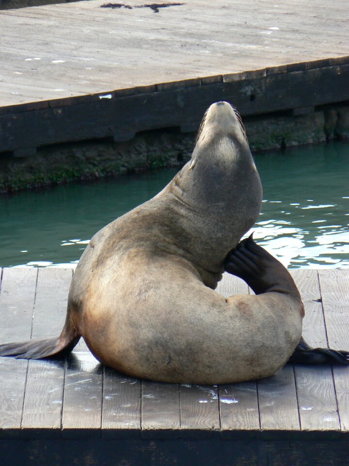 Marine aquatic sea-lion photo