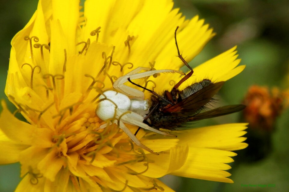 Flower fly flowerfly fly