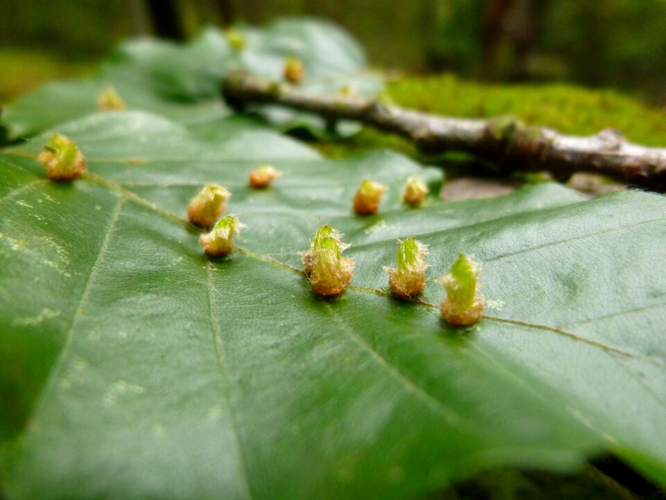 Mosquito plant galle beech
