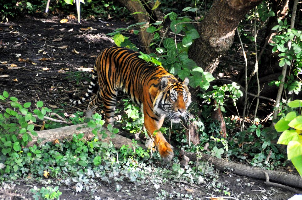 Predator animals dangerous