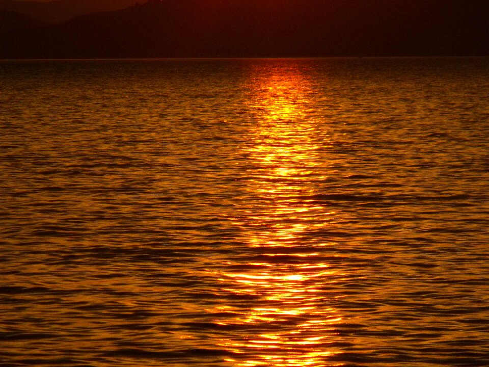 Vízfodor aranyhíd lake balaton
