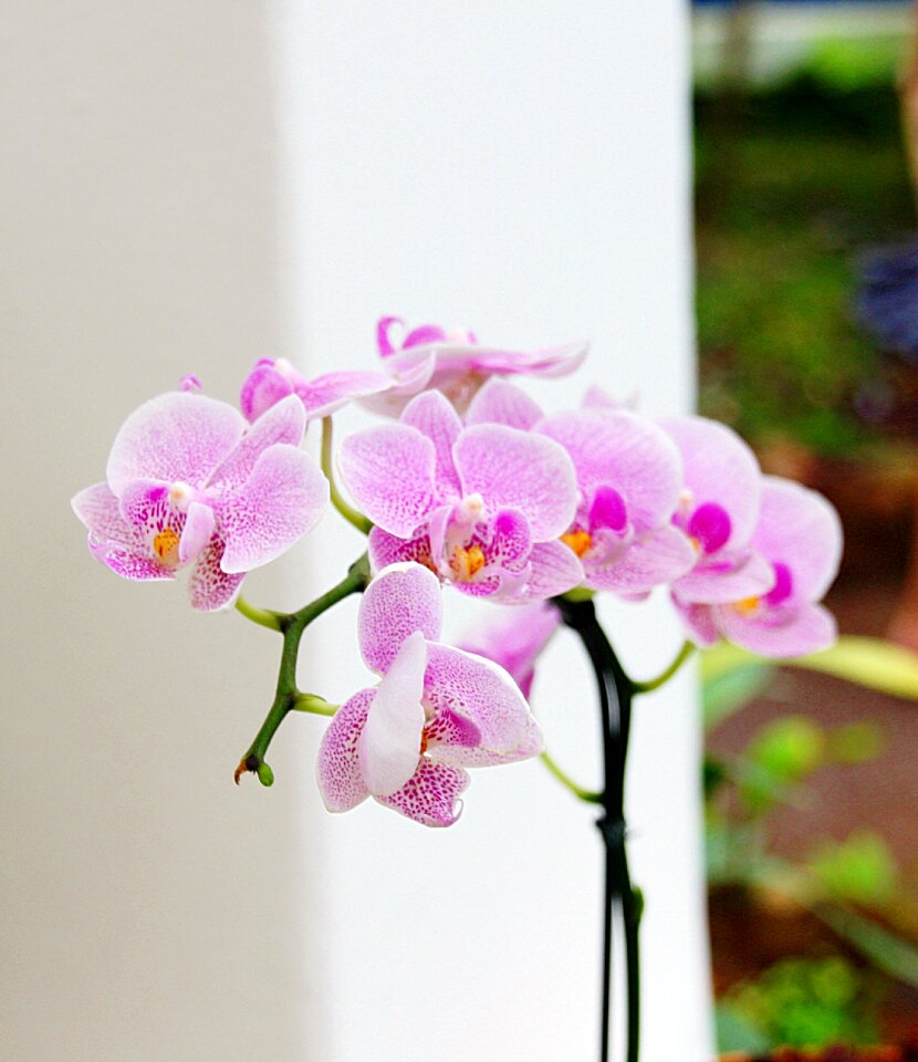 Blossoms bunch bouquet